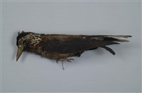 藏品(星鴉)的圖片